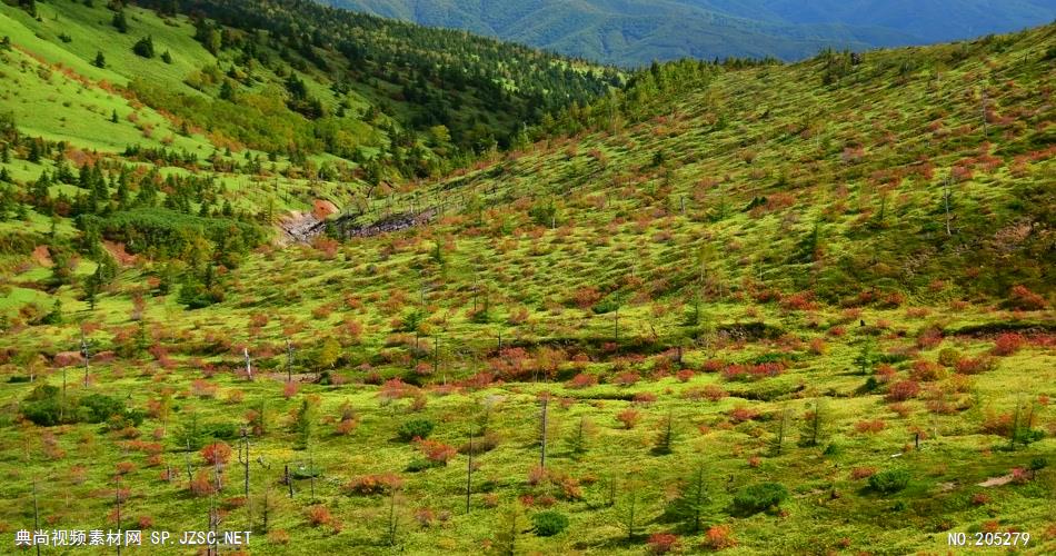 ［4K］ 红叶近摄2 4K片源 超高清实拍视频素材 自然风景山水花草树木瀑布超清素材