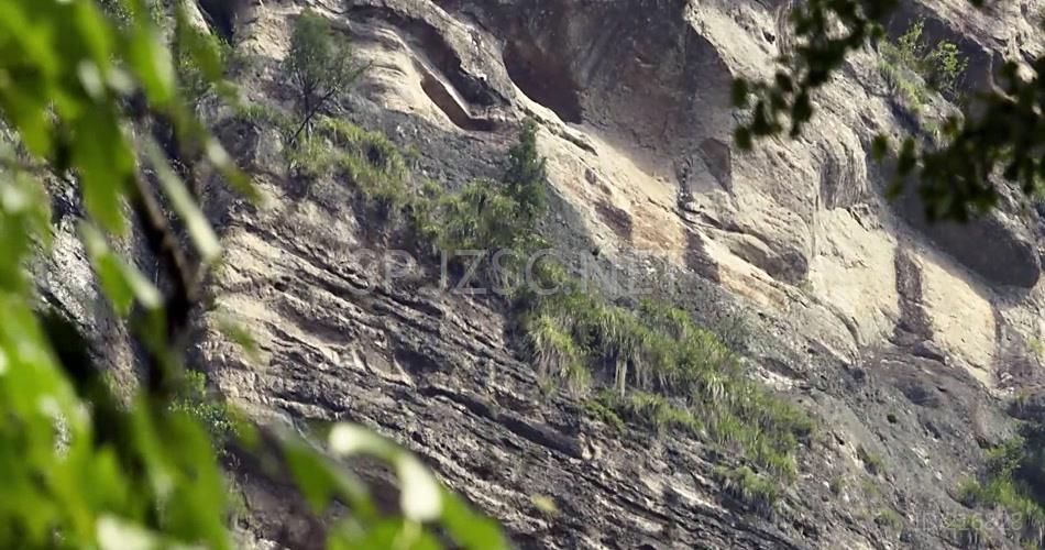 采草药 悬崖 羊群 大山 森林 植物 草药 中药品 视频素材 宣传片素材 专题片素材