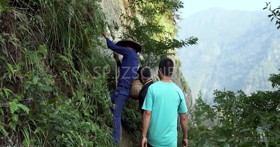 采草药 悬崖 羊群 大山 森林 植物 草药 中药品 视频素材 宣传片素材 专题片素材