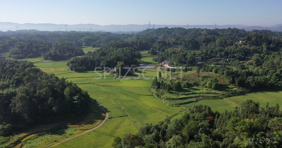 稻田 梯田 水稻 丰收 乡村 农村 高清视频素材 鸟瞰 航拍 乡村振兴