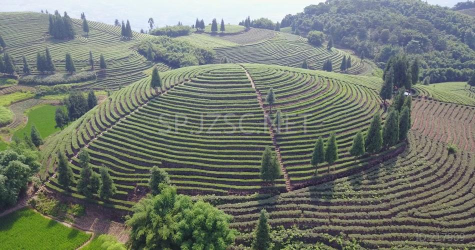 航拍 鸟瞰4K茶山 素材实拍 茶叶 茶文化